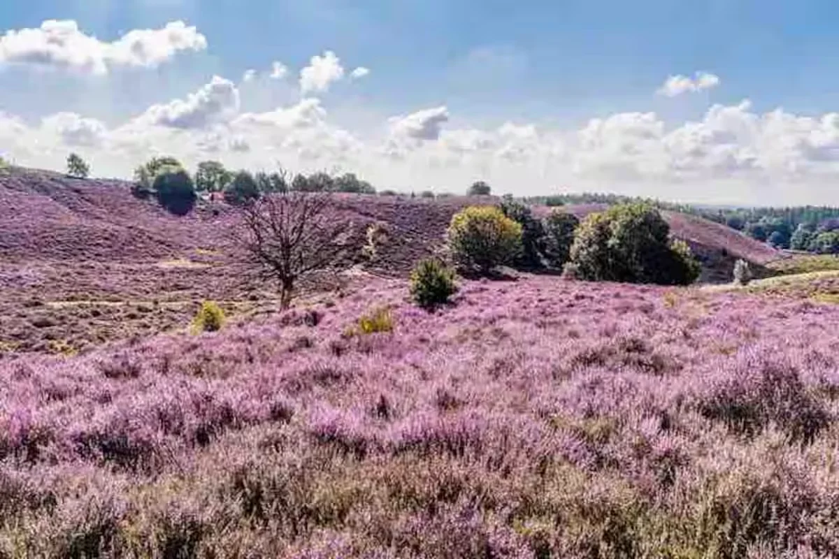 Nationaal Park De Hoge Veluwe