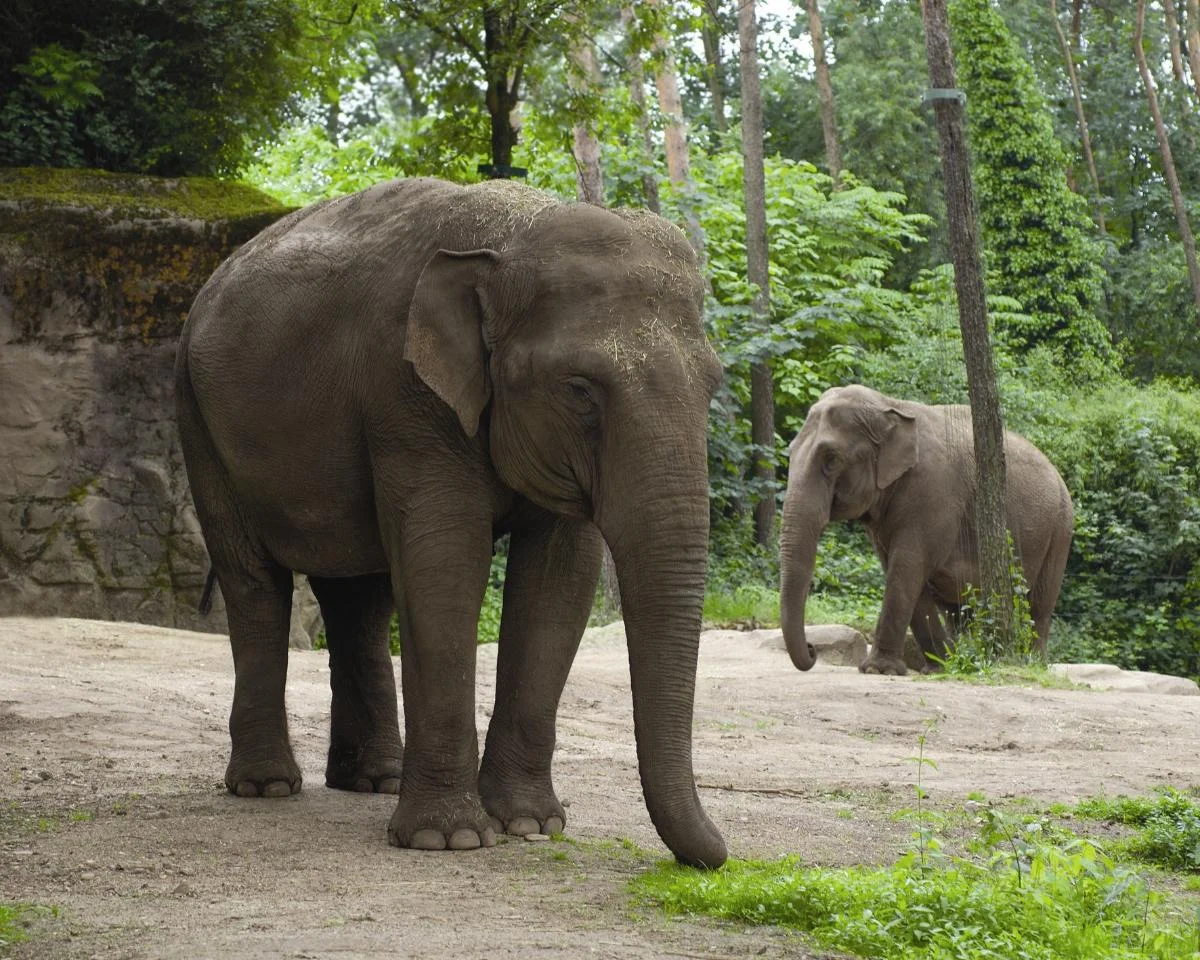 Burgers Zoo